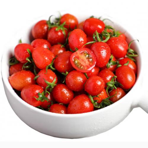 釜山88小番茄